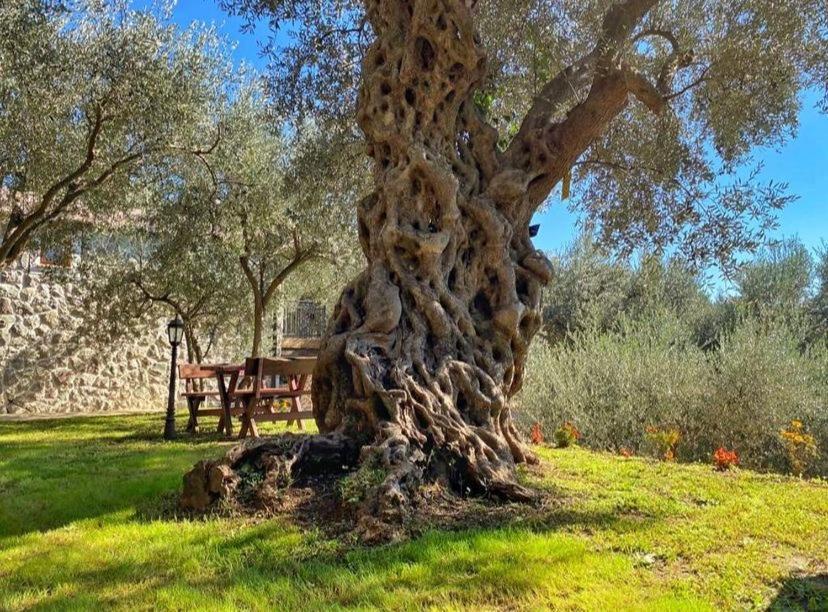 Olive Queen Rustic Estate Bar Exterior foto